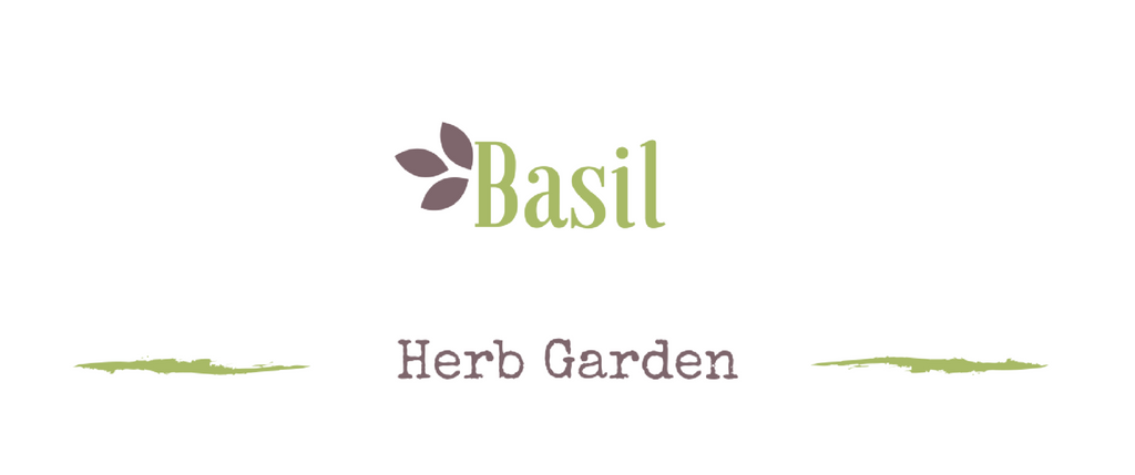 Growing a medicinal garden: Basil