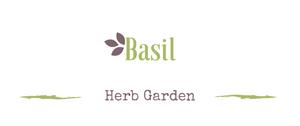 Growing a medicinal garden: Basil