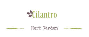 Growing a medicinal garden: Cilantro
