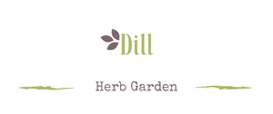 Growing a medicinal garden: Dill