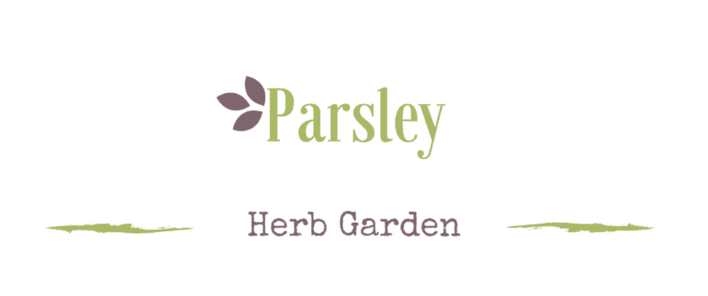 Growing a medicinal garden: Parsley